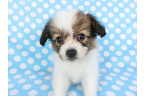 成約済の千葉県のパピヨン-103010の7枚目